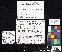 thumbnail image of current specimen