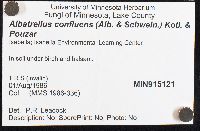 Albatrellus confluens image