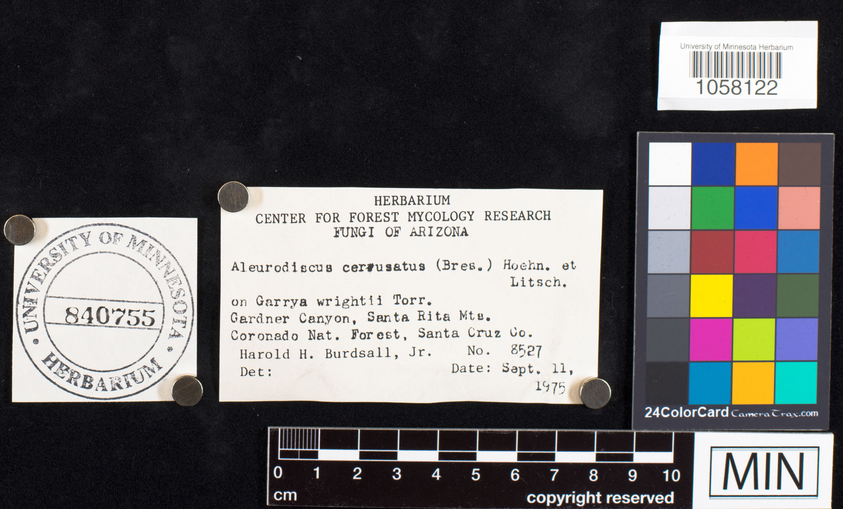 Aleurodiscus cerussatus image