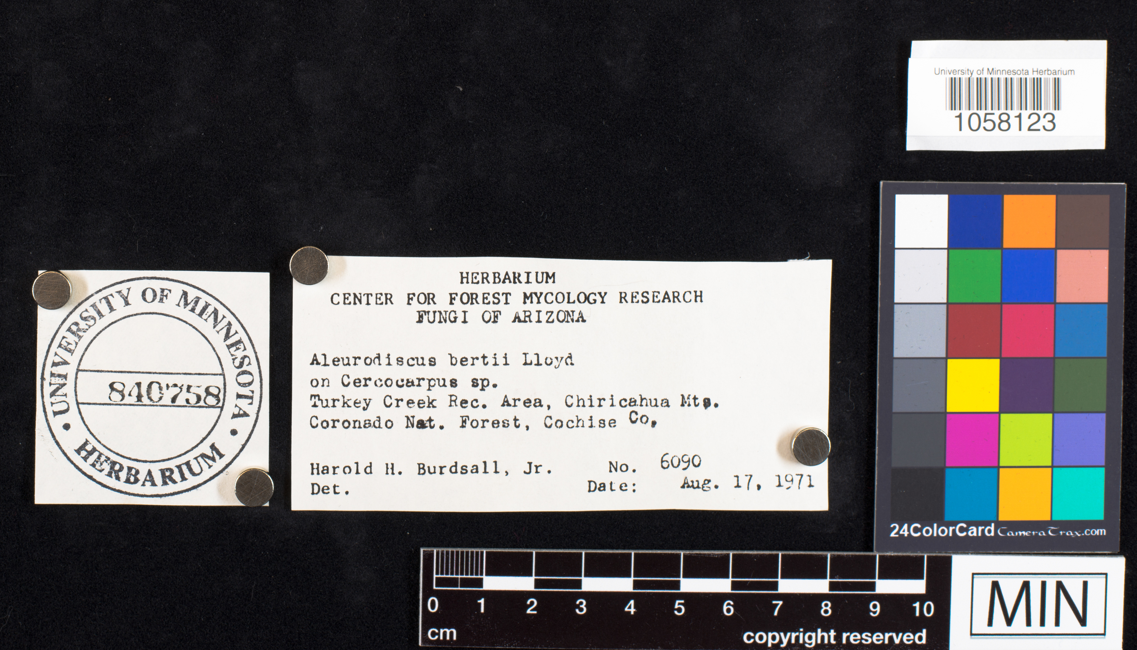 Aleurodiscus bertii image