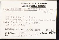 Aleurodiscus amorphus image