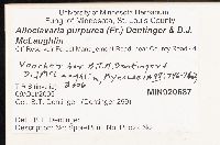 Alloclavaria purpurea image