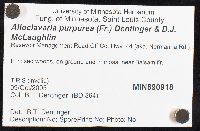 Alloclavaria purpurea image