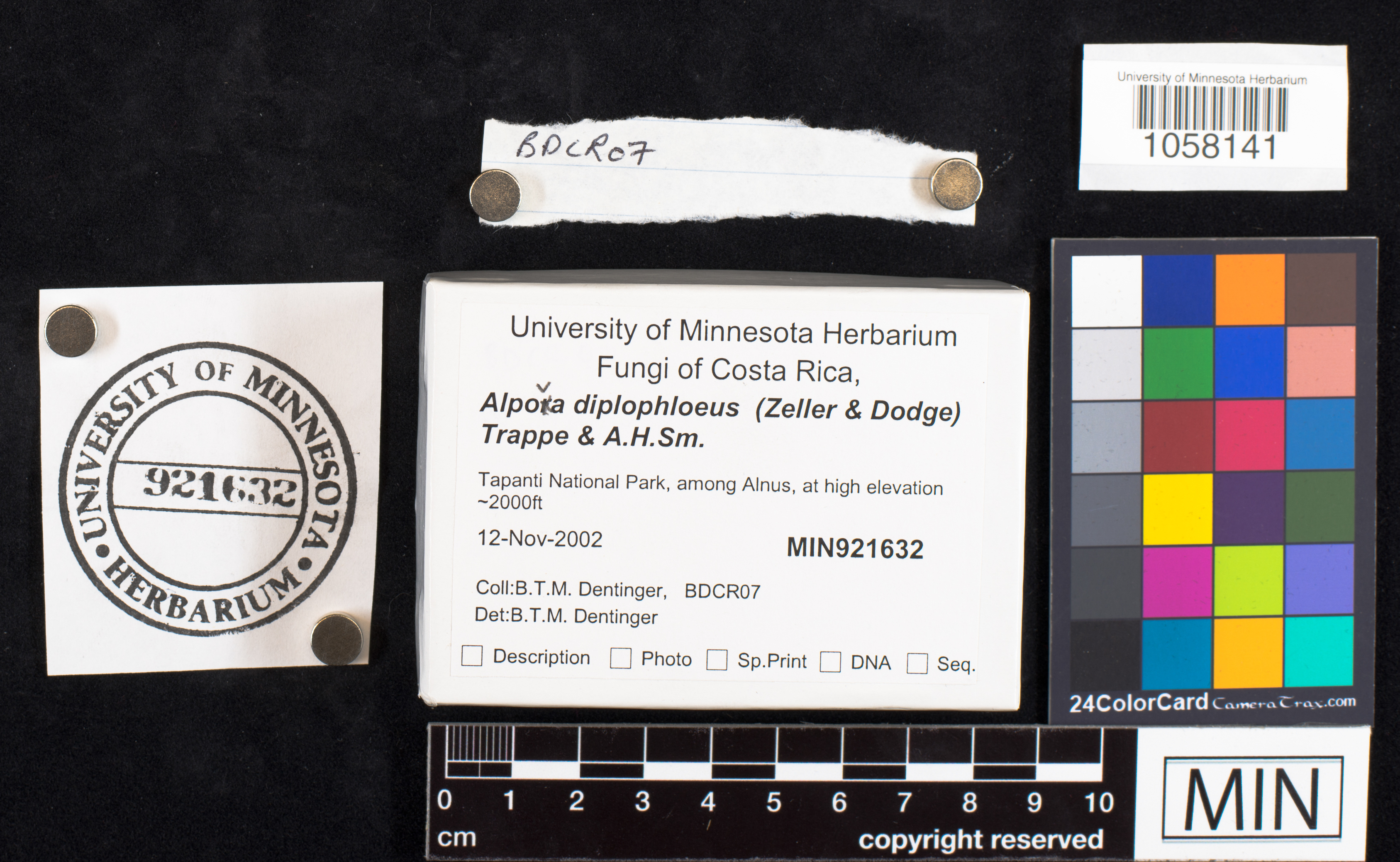 Alpova diplophloeus image