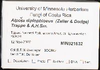 Alpova diplophloeus image