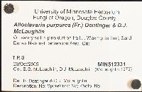 Alloclavaria purpurea image