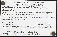 Alloclavaria purpurea image