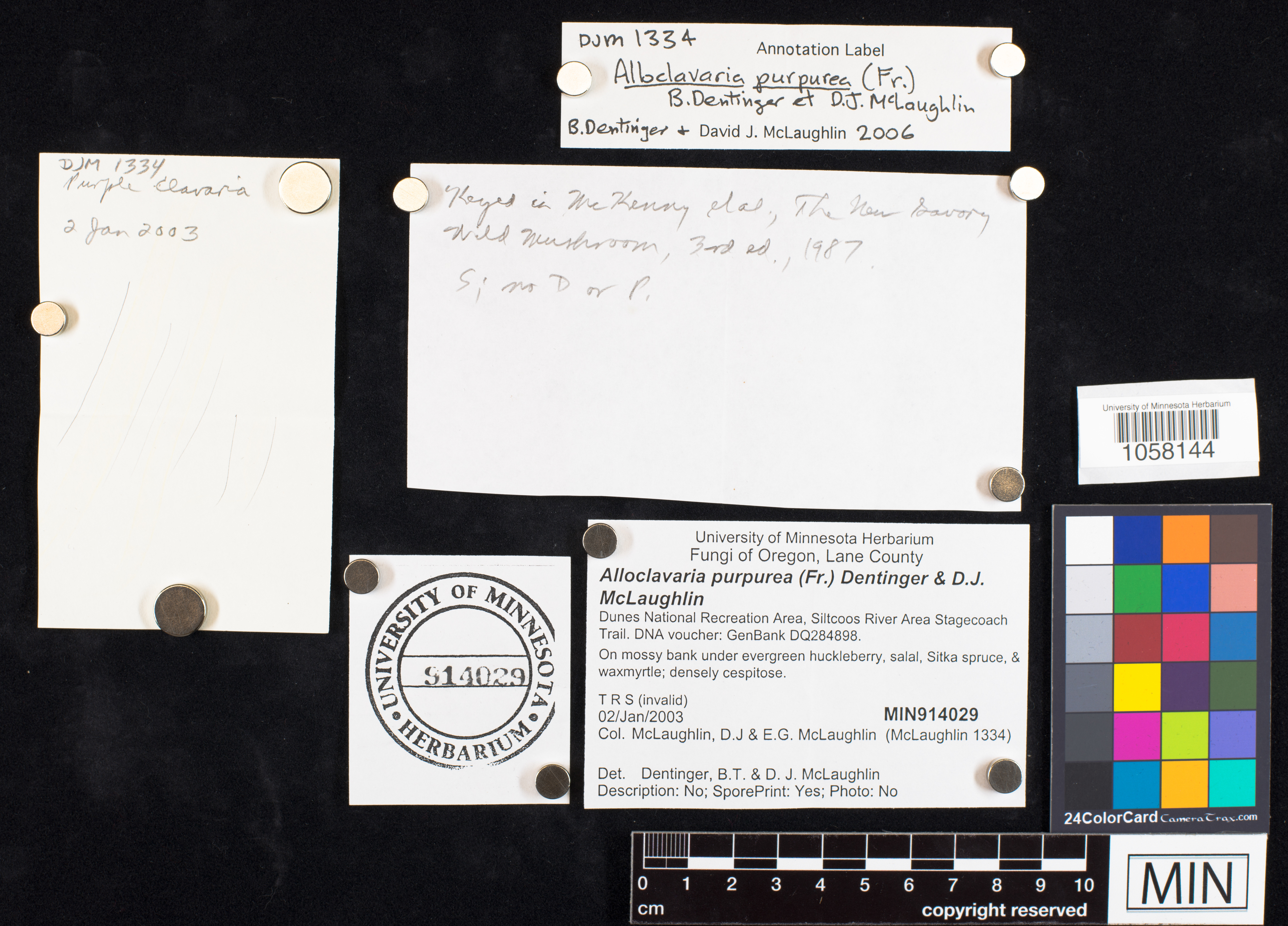 Alloclavaria purpurea image