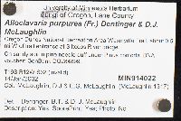 Alloclavaria purpurea image