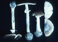 Amanita brunnescens image
