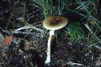 Amanita brunnescens image