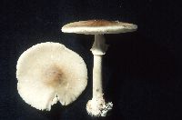 Amanita brunnescens image