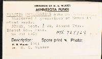 Amanita brunnescens image