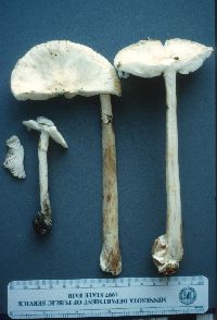 Amanita brunnescens image
