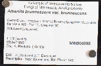 Amanita brunnescens image