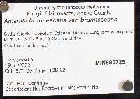 Amanita brunnescens image