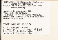 Amanita brunnescens image