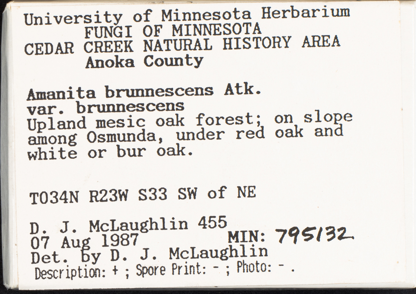 Amanita brunnescens var. brunnescens image
