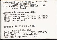 Amanita brunnescens image