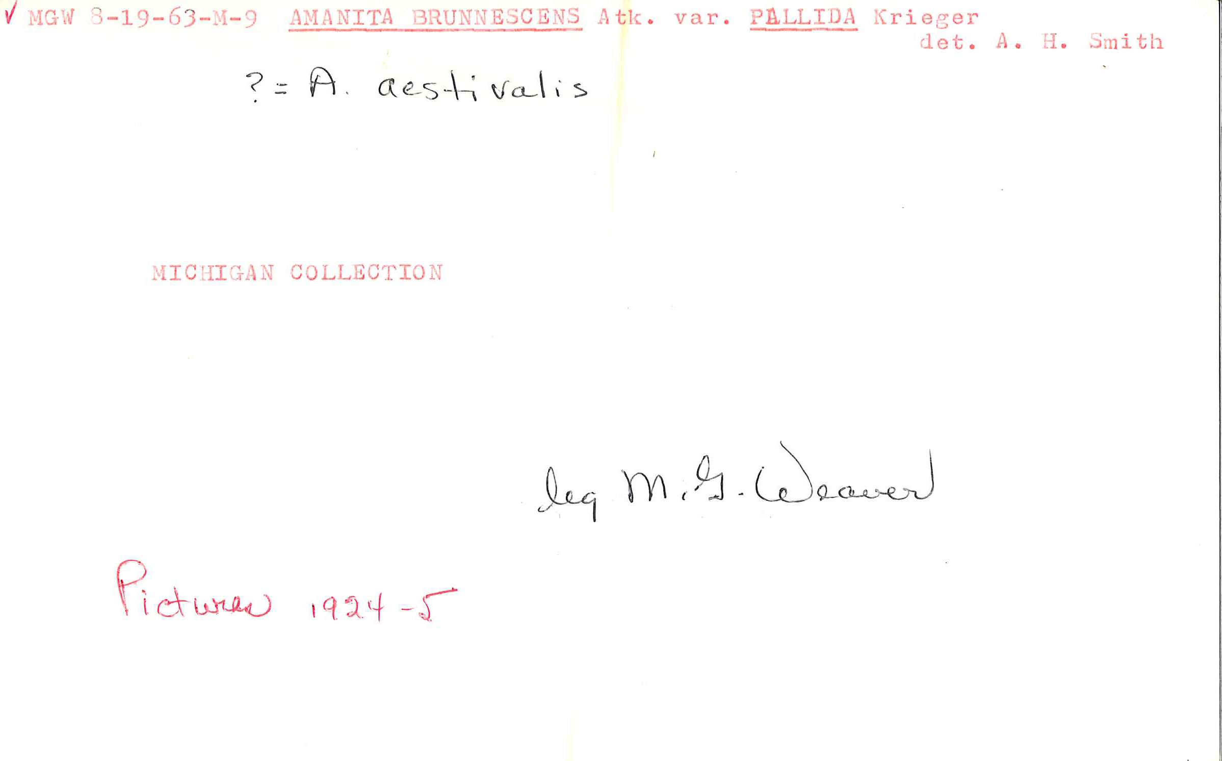 Amanita brunnescens var. pallida image