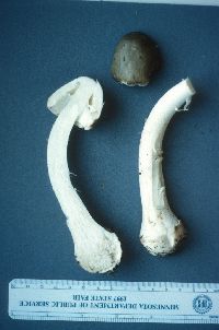 Amanita brunnescens image