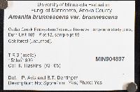 Amanita brunnescens image