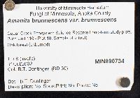 Amanita brunnescens image