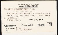 Amanita brunnescens image