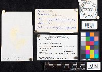 Amanita phalloides image