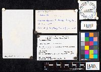 Amanita phalloides image