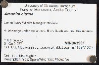 Amanita phalloides image