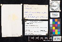 Amanita phalloides image