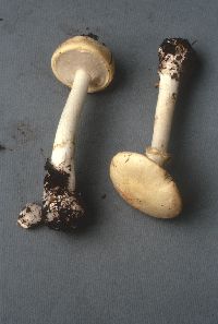 Amanita phalloides image