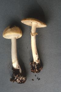 Amanita phalloides image