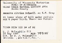 Amanita phalloides image