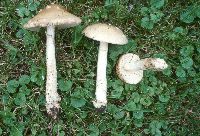 Amanita ceciliae image