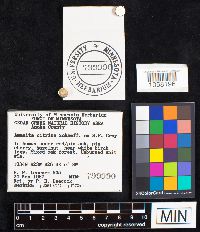 Amanita phalloides image