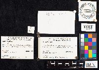 Amanita phalloides image