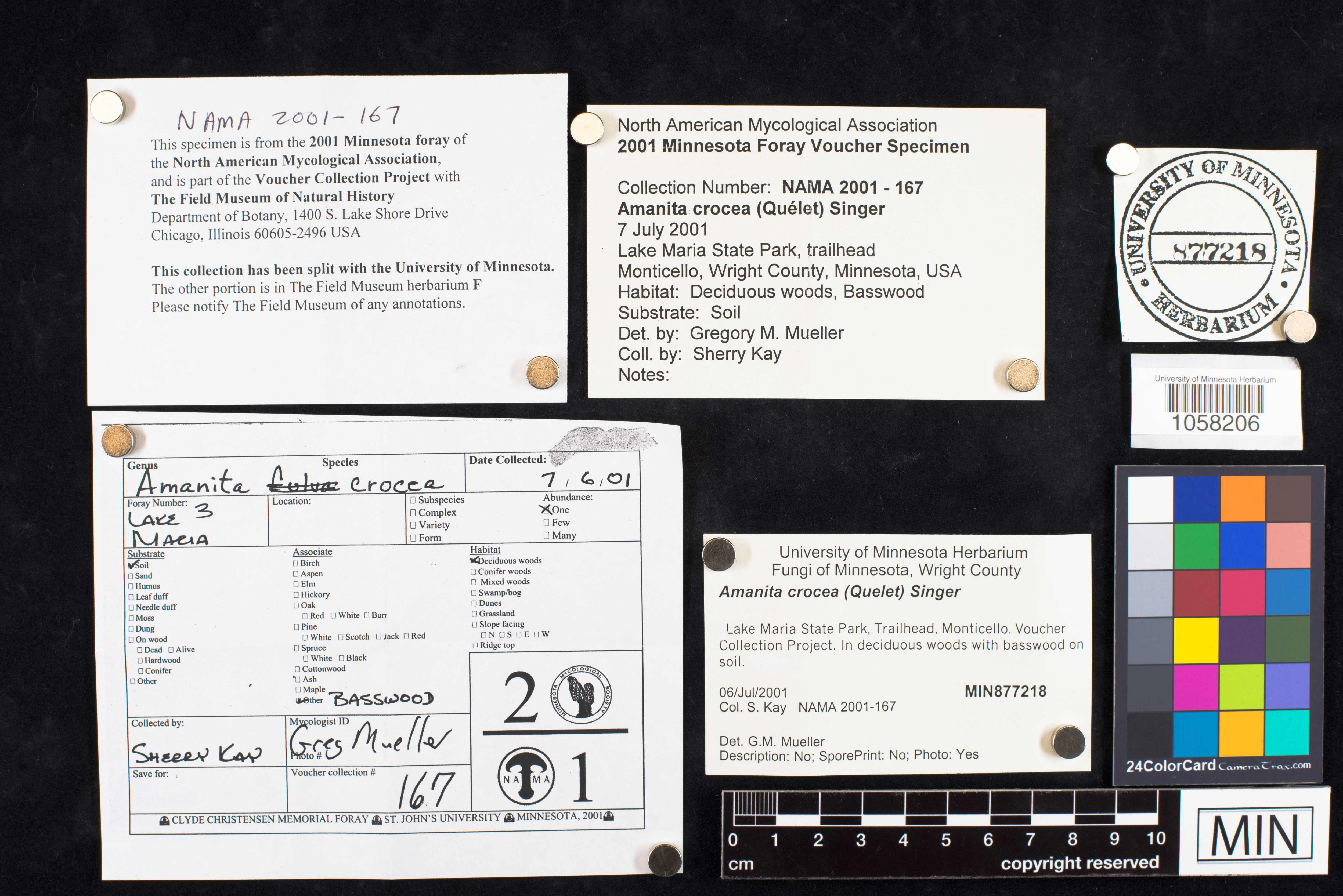 Amanita crocea image