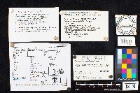 Media resource of Amanita crocea
