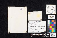 Amanita phalloides image