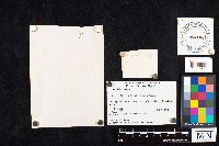 Amanita phalloides image