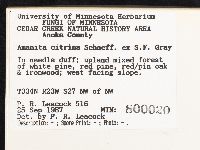 Amanita phalloides image