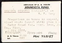 Amanita phalloides image