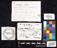 Amanita phalloides image