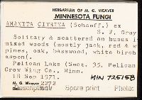 Amanita phalloides image