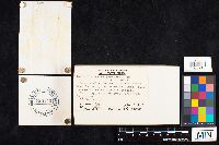 Amanita phalloides image