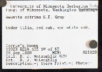 Amanita phalloides image