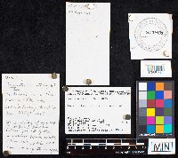 Amanita phalloides image