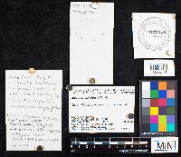 Amanita phalloides image